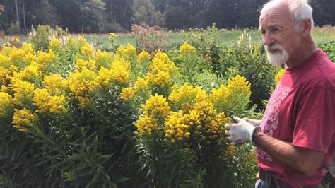 There can be wide variations in characteristics, but generally, goldenrod leaves are about 10 cm long and 2 cm wide, tapering to a point at the tip and narrowing at the base, with no leaf stem and small teeth around the edges. . How to harvest goldenrod